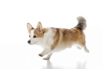 Welsh Corgi Pembroke on a white background