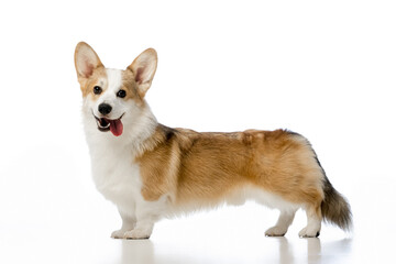 Welsh Corgi Pembroke on a white background