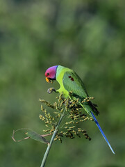 Plum-headed Parakeet - A Beautiful bird from parakeet family and found throughout Indian subcontinent. 