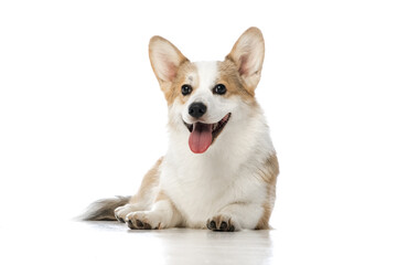 Welsh Corgi Pembroke on a white background