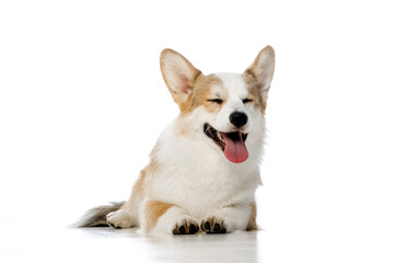 Welsh Corgi Pembroke on a white background