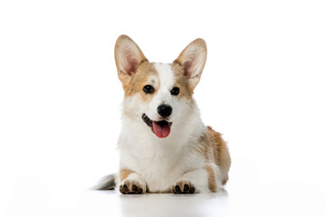Welsh Corgi Pembroke on a white background