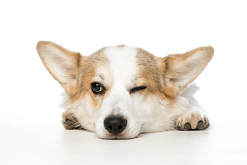 Welsh Corgi Pembroke on a white background