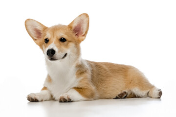 Welsh Corgi Pembroke on a white background