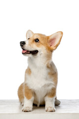 Welsh Corgi Pembroke on a white background