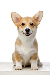 Welsh Corgi Pembroke on a white background