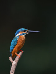 Common Kingfisher a beautiful and active bird, one of the most colorful birds. 