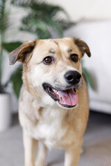 dog portrait in the home interrion