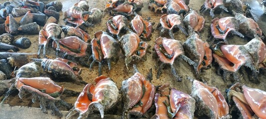 Fresh Seafood Market in Papua New Guinea