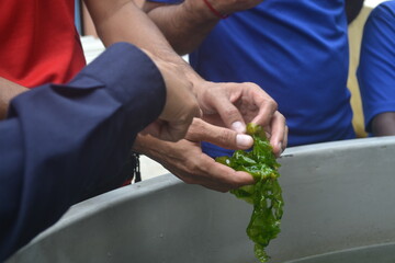 Seaweed, Sea Grape, Seafood and Training