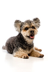 funny dog ​​on a white background