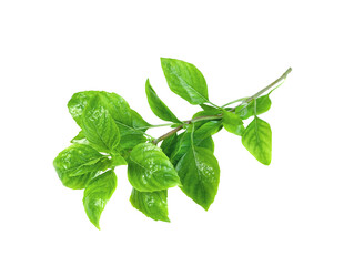 leaf  fresh basil isolated