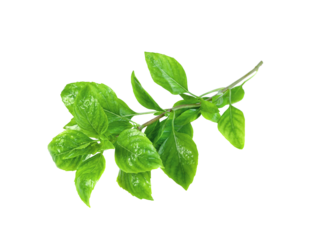 leaf  fresh basil isolated
