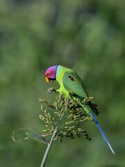 Plum-headed Parakeet - A Beautiful bird from parakeet family and found throughout Indian subcontinent. 