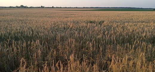 Golden Wheat Field at Sunset