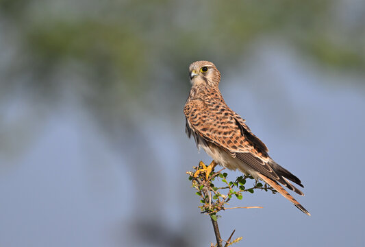 Common Kestral, a winter migrant raptor to Indian subcontinent.