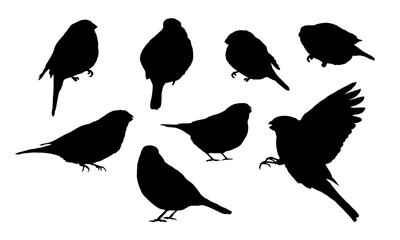 Set of silhouettes of birds bullfinches. Wild birds of Europe and Asia. Realistic vector bird