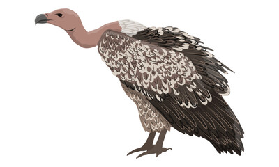 African vultures. Wild birds of Africa. Realistic vector animal