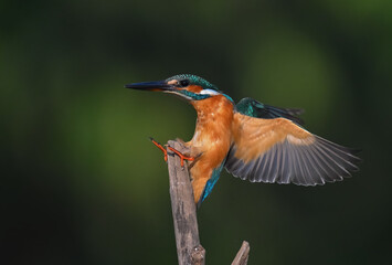 Common Kingfisher a beautiful and active bird, one of the most colorful birds. 