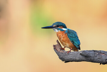 Common Kingfisher a beautiful and active bird, one of the most colorful birds. 