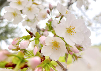 桜の淡いイメージ