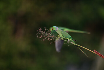 Rose-ringed Parakeet - A beautiful bird from parakeet family, found throughout Indian sub continent.