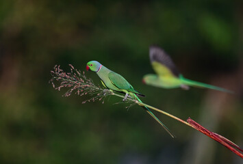 Rose-ringed Parakeet - A beautiful bird from parakeet family, found throughout Indian sub continent.
