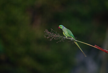 Rose-ringed Parakeet - A beautiful bird from parakeet family, found throughout Indian sub continent.