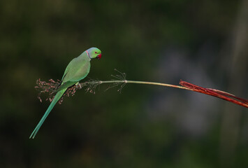 Rose-ringed Parakeet - A beautiful bird from parakeet family, found throughout Indian sub continent.
