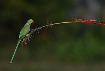 Rose-ringed Parakeet - A beautiful bird from parakeet family, found throughout Indian sub continent.
