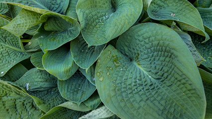 a close-up view of a cluster of green leaves with a prominent veiny texture.