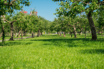 A large field of green grass with trees in the background. The scene is peaceful and serene, with a sense of calm and tranquility