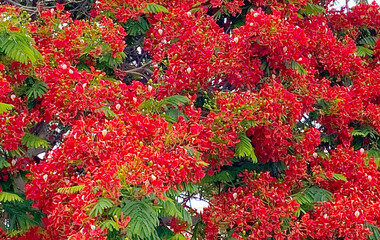 Red Flamboyant tree flowers also known as Royal Poinciana,Delonix regia,Flame tree, Phoenix flower...