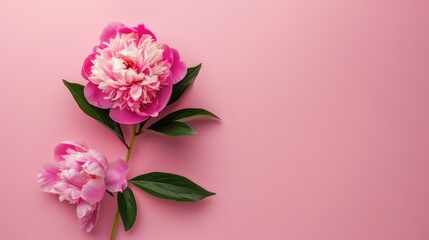 Top view of a pink peony with space for text high quality image