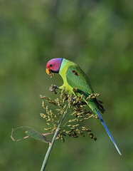 Plum-headed Parakeet - A Beautiful bird from parakeet family and found throughout Indian subcontinent. 