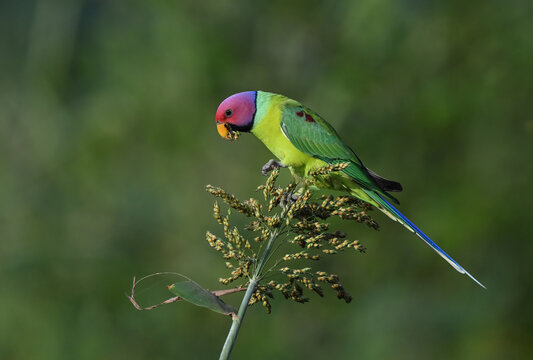 Plum-headed Parakeet - A Beautiful bird from parakeet family and found throughout Indian subcontinent. 