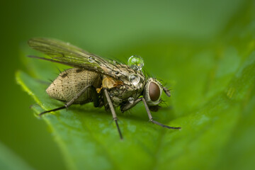 hunter fly
Raubhausfliege (Coenosia-tigrina)