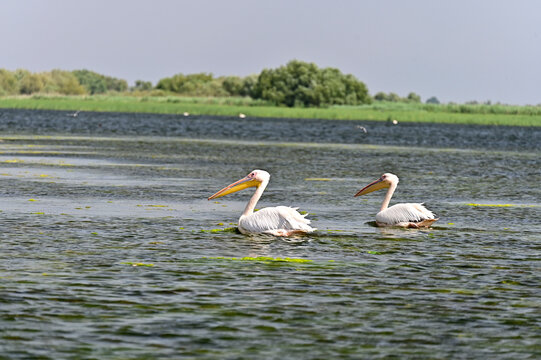 Donaudelta