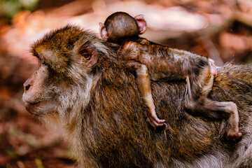 Barbary macaque with baby