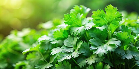 Fresh green coriander leaves, herb, ingredient, organic, healthy, culinary, seasoning, aromatic, plant, condiment, cooking