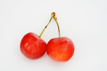 サクランボ　桜桃　佐藤錦 北海道仁山産