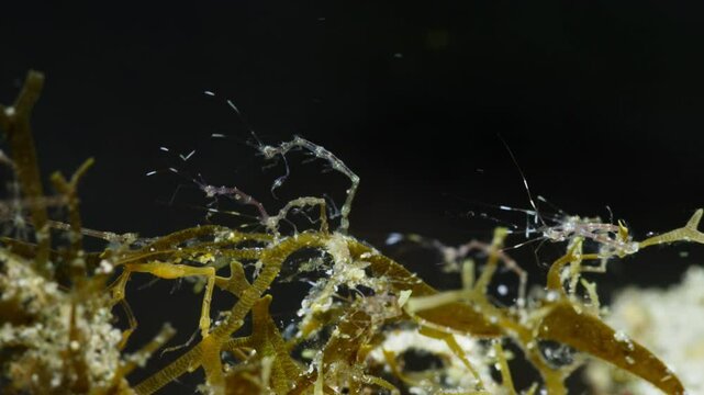 A group Skeleton Shrimp (Caprellidae) on algae. Anilao, Philippines  1 of 7  60fps