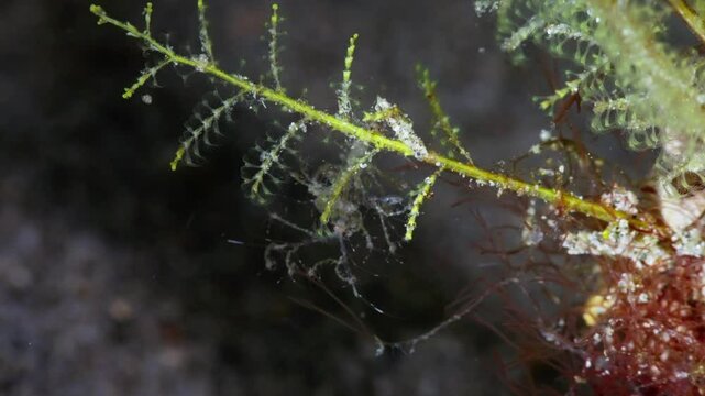 Female Skeleton Shrimp (Caprellidae) brooding juveniles as they hang onto her.  Swaying on a Hydroid. Anilao, Philippines  4 of 6  60fps