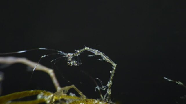 Closeup of Skeleton Shrimp (Caprellidae) feeding on algae. Anilao, Philippines  2 of 7  60fps