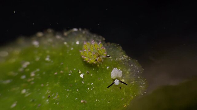 Shawn the Sheep Nudibranch (Costasiella kuroshimae) with a juvenile,  Anilao, Philippines.  1 of 2 60fps