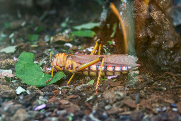 Observing a Colorful Grasshopper in its Natural Habitat through Macro Photography
