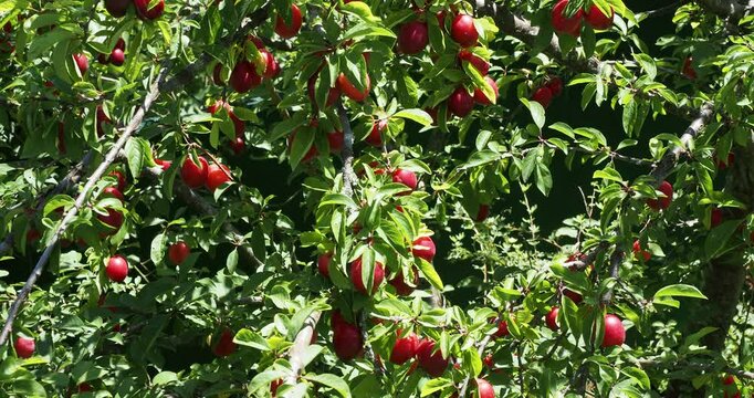 (Prunus domestica mirabella) Generous production of small, tasty and decorative red plums on the branches of a Mirabell tree with slightly toothed green foliage