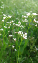 white daisy flower