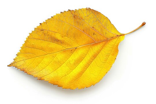 Detailed Autumn Meaple Leaf Isolated on White Background