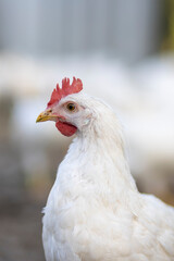 White chickens in a fence blurred background